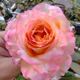 Poetica rose
